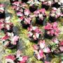 Caladium C-16