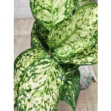 Аглаонема Аньямани белая / Aglaonema Anyamanee - White A-12