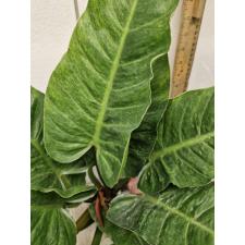 Philodendron imperial Green (М)