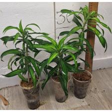 Драцена фрагранс варегатная  / Dracaena fragrans variegated