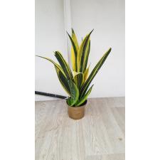 Sansevieria Gold Flame 12 cm pot