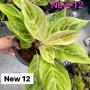 Aglaonema NEW12 Green