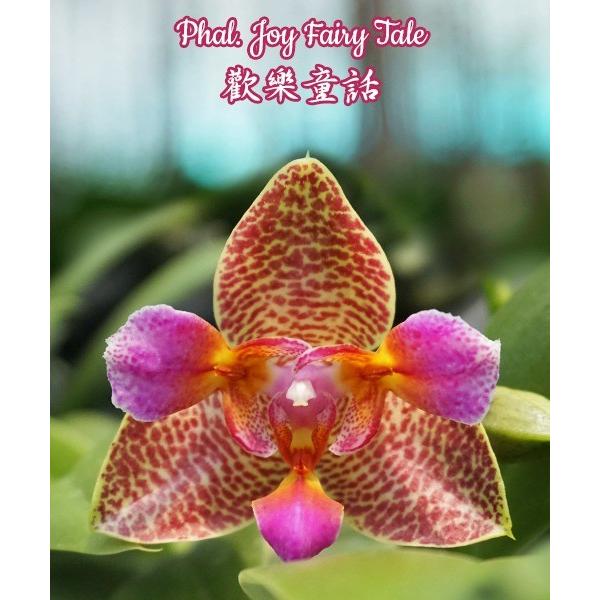 Фаленопсис Радостная сказка / Phal. Joy Fairy Tale