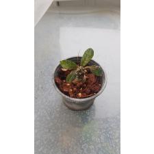 dorstenia variegata sp