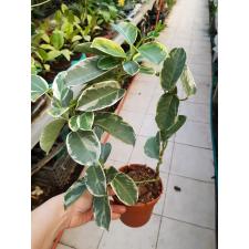 Stephanotis floribunda 'Alpine'