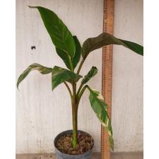 Musa variegated (Банан) 