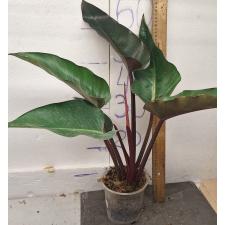 Филодендрон ред бьюти / Philodendron red beauty