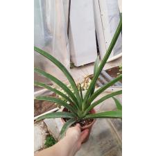 Sansevieria ehrenbergii perrotti pot