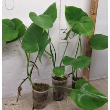 Монстера деликоса. / Monstera deliciosa (S)