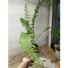 Nephrolepis sp.(T02) pot