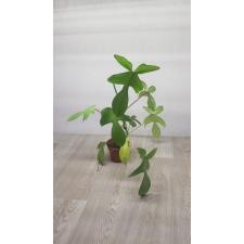 philodendron squamiferum pot 850
