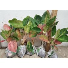 Аглаонема Мисс Мир / Aglaonema Miss world A-104