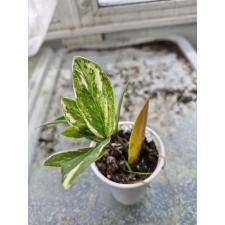 Zamioculcas zamiifolia variegated (short leaf)(SS)(стакан) 3500р