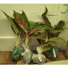 Аглаонема Маха Накорн / Aglaonema Maha Nakorn A-98