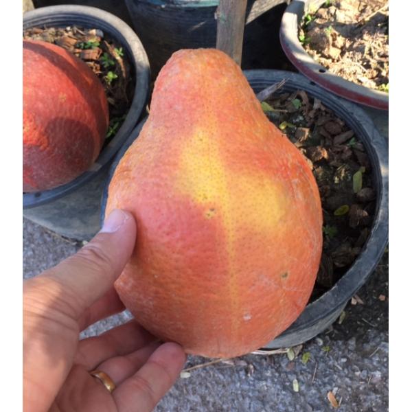 Citrus maxima (red and oval fruit) Vietnam (grafted)