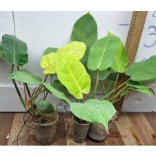 Филодедрон Мунлайт х серратум / Philodendron Moonlight x serratum (S)