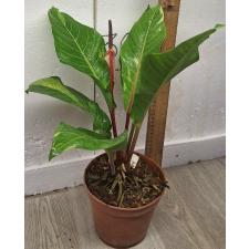 Антуриум варегатный / Anthurium variegated