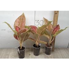 Aglaonema Prakaipet A-64