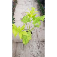 Philodendron Selloum Gold Satin 14 cm pot
