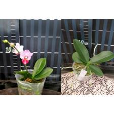 Доритаенопсис Джин Хо Черри × лоббии / Dtps. Jin Ho Cherry x lobbii