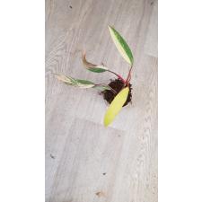 philodendron red emerald variegated pot