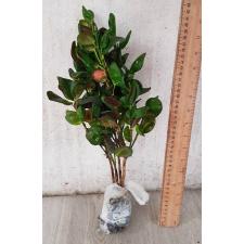 Codiaeum Tang hoo A56