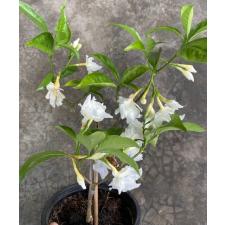 Tabernaemontana divaricata No.1 (double petal) 'White Rose' (narrow leaf) 265