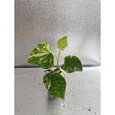Piper Nigrum Variegated 