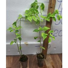 Бугенвиллия варегатная / Bougainvillea variegata