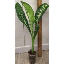 Диффенбахия Чещуя Дракона / Dieffenbachia Dragon Scale (M)