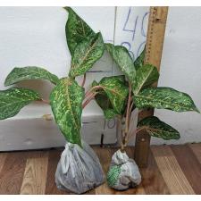 Аглаонема 10 Карат зелено-черный. / Aglaonema 10 Karat - green black A-3