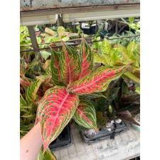 Aglaonema Maha Nakorn A-98