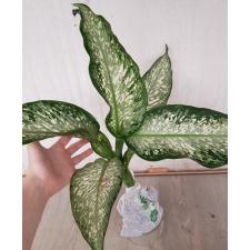 Dieffenbachia Udomsab A-130