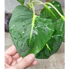 Homalomena sp Lindenii