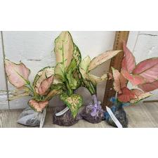 Аглаонема Розовая малышка / Aglaonema Baby Pink A-19