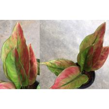 Aglaonema Heng Heng Heng (red form).