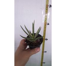 Sansevieria francisii variegated 539