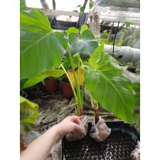 Philodendron giganteum 540/1