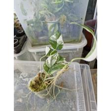 Epipremnum white variegated pot -350p