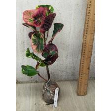 Codiaeum Bai Pat 79