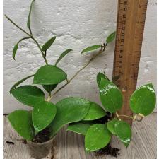Хойя паразитика (Сердцевидные листья) / Hoya parasitica (heart-shaped leaves)
