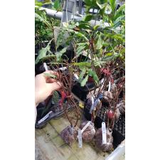 Psidium littorale Raddi 642
