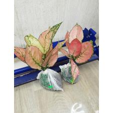 Aglaonema Kamkoon no.2 A-139