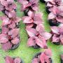 Caladium C-7