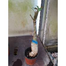 Adenium sp 8877