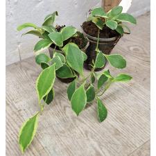 Хойя хейшкелиана альбомаргината / Hoya heuschkeliana albomarginata (S)(#952)