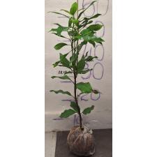 Сизигиум ароматикум. / Syzygium aromaticum (Гвоздичное дерево)