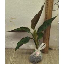Аглаонема Красная Армия. / Aglaonema Army red A-77