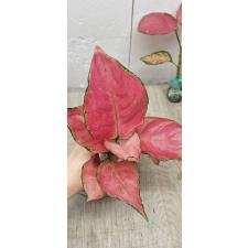 Aglaonema Super Pink A-41 Уценка