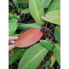 Philodendron red sun стакан 650p